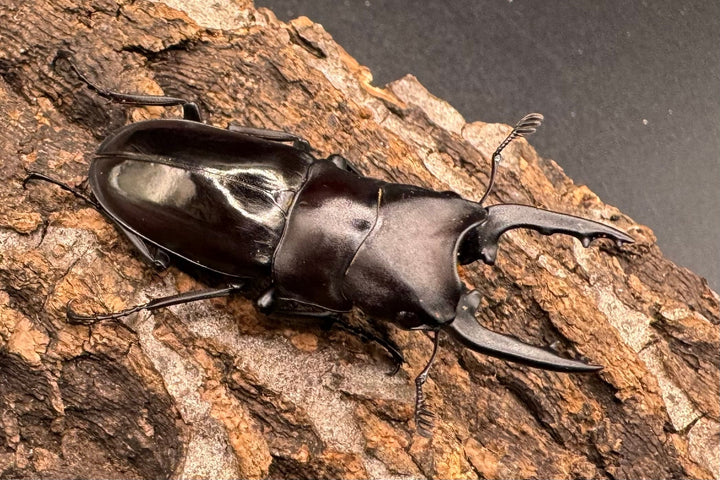 【WD】《ブッダノコギリ フィリピン北部亜種  44.5mm ペア》