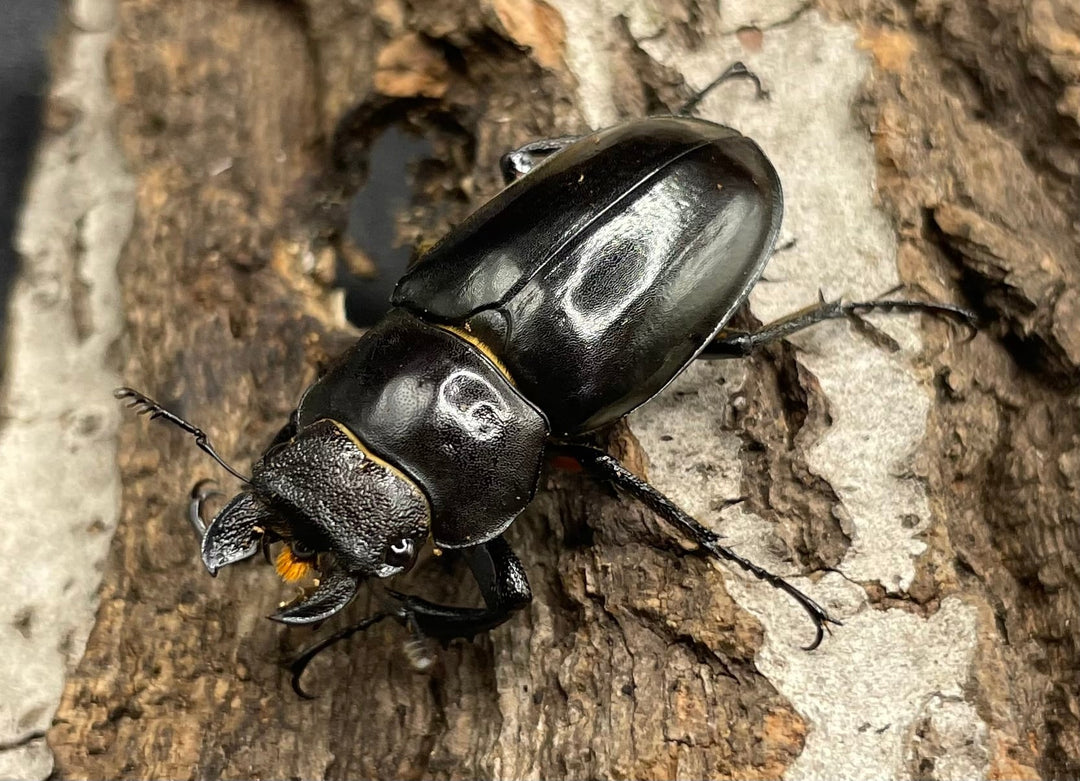 【WD】2018新種記載《ジュシャンミヤマ 58mm ペア》