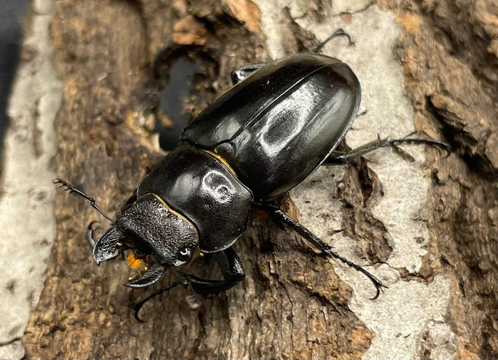 【WD】2018新種記載《ジュシャンミヤマ 58mm ペア》