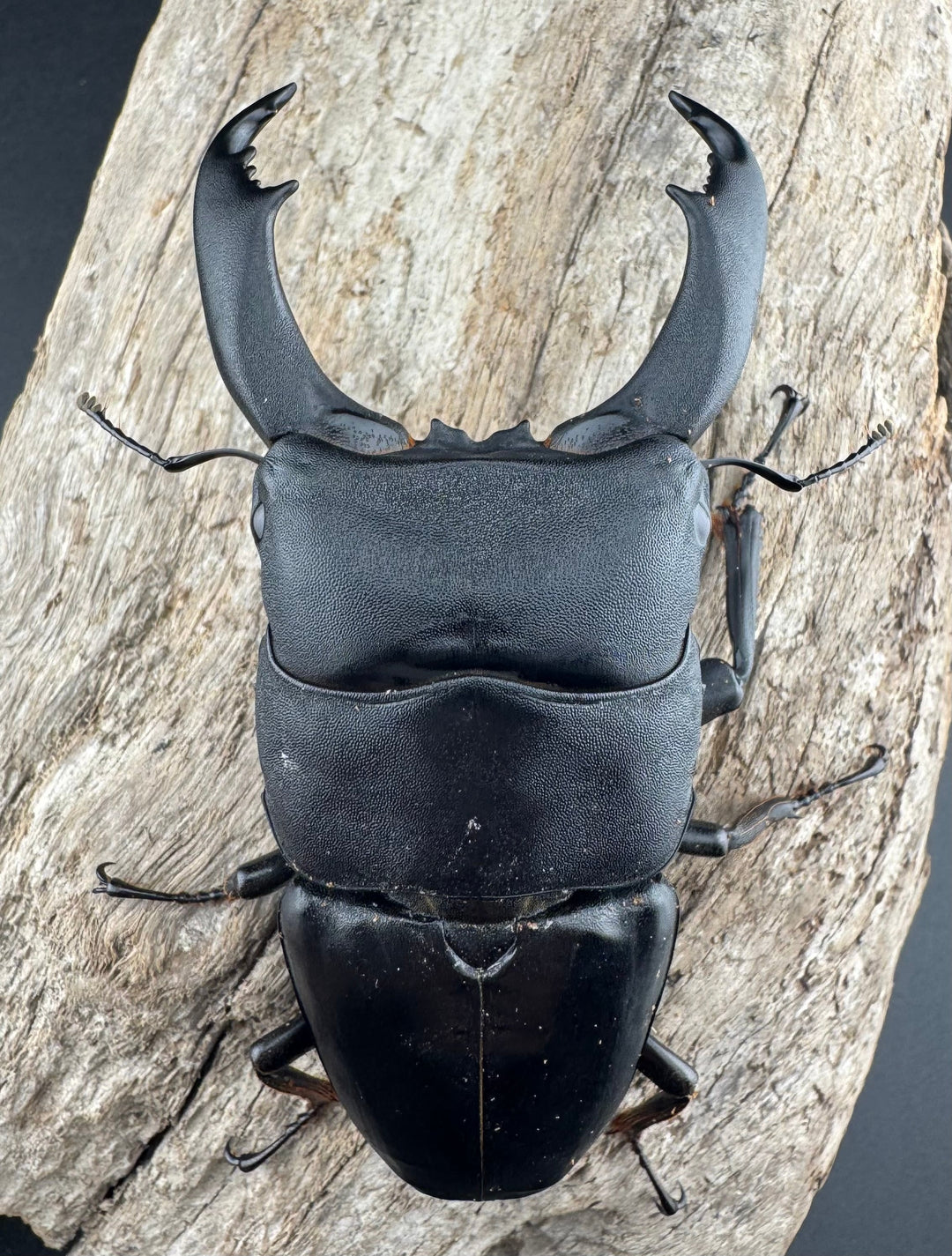 【WF1】《北カマリネスヒラタクワガタ 91mm ペア》