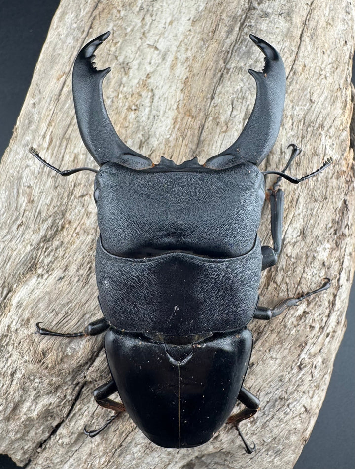 【WF1】《北カマリネスヒラタクワガタ 91mm ペア》