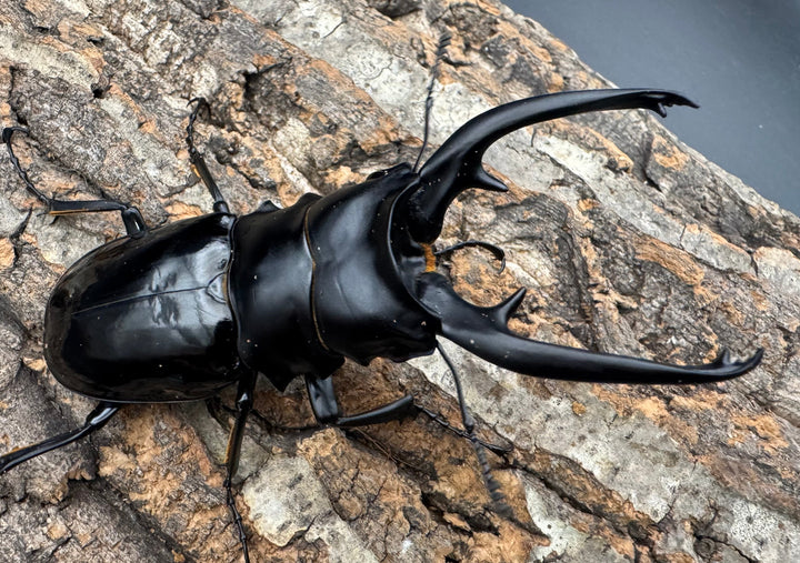 【WD】《インターメディアツヤクワガタ ネグロス産 96.5mm ペア》