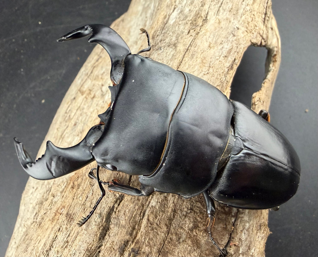 【WD】《ダイオウヒラタ 東ジャワ産 81mm ペア》