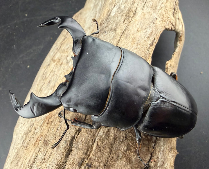 【WD】《ダイオウヒラタ 東ジャワ産 81mm ペア》