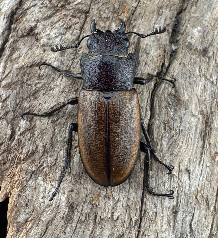 【WD】《モンタネルスホソアカクワガタ A’品ペア》