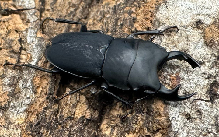 【WF2】《メタドルクス ロトゥンダトゥス ♂♀♀トリオ》