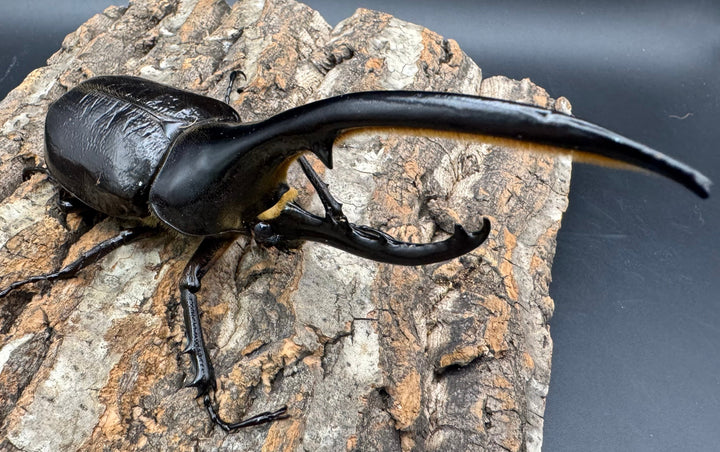 《ヘラクレス・ヘラクレス 145mm ペア》