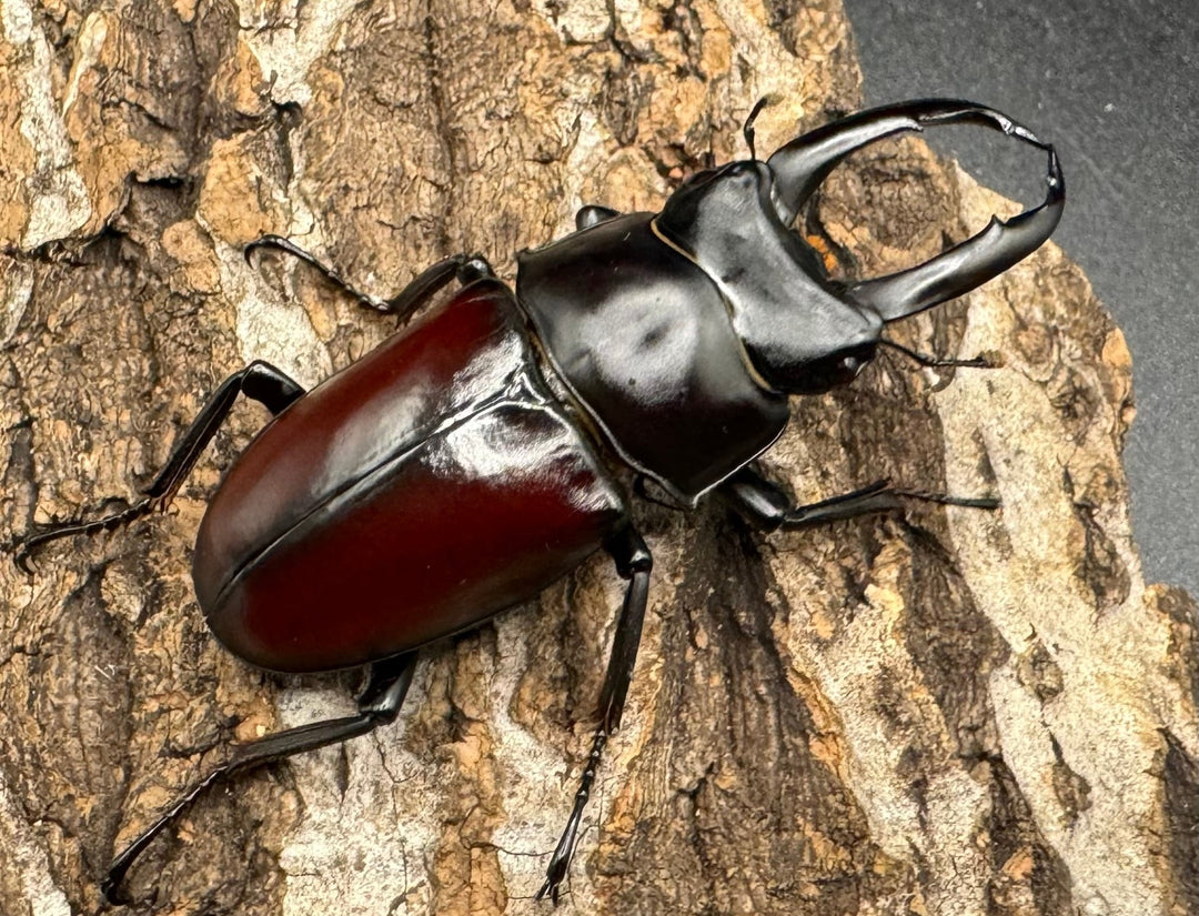 【WD】《チベット産 ドンキエルコクワ原名亜種 57mm ♀B品ペア》