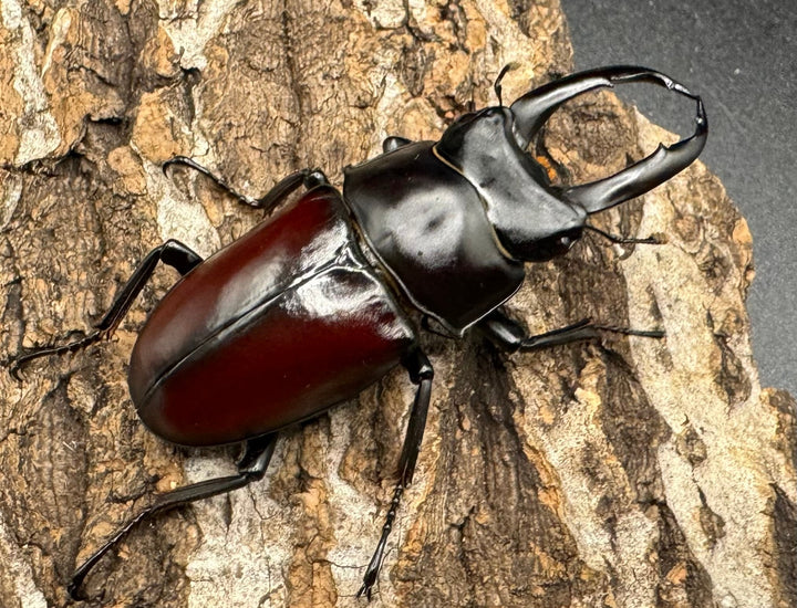 【WD】《チベット産 ドンキエルコクワ原名亜種 57mm ♀B品ペア》