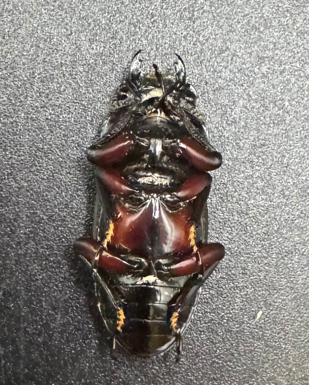 《ハイチュヌスコクワ 貴州省産 49mm ペア》