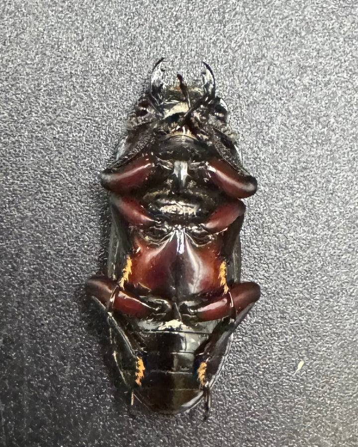 《ハイチュヌスコクワ 貴州省産 49mm ペア》