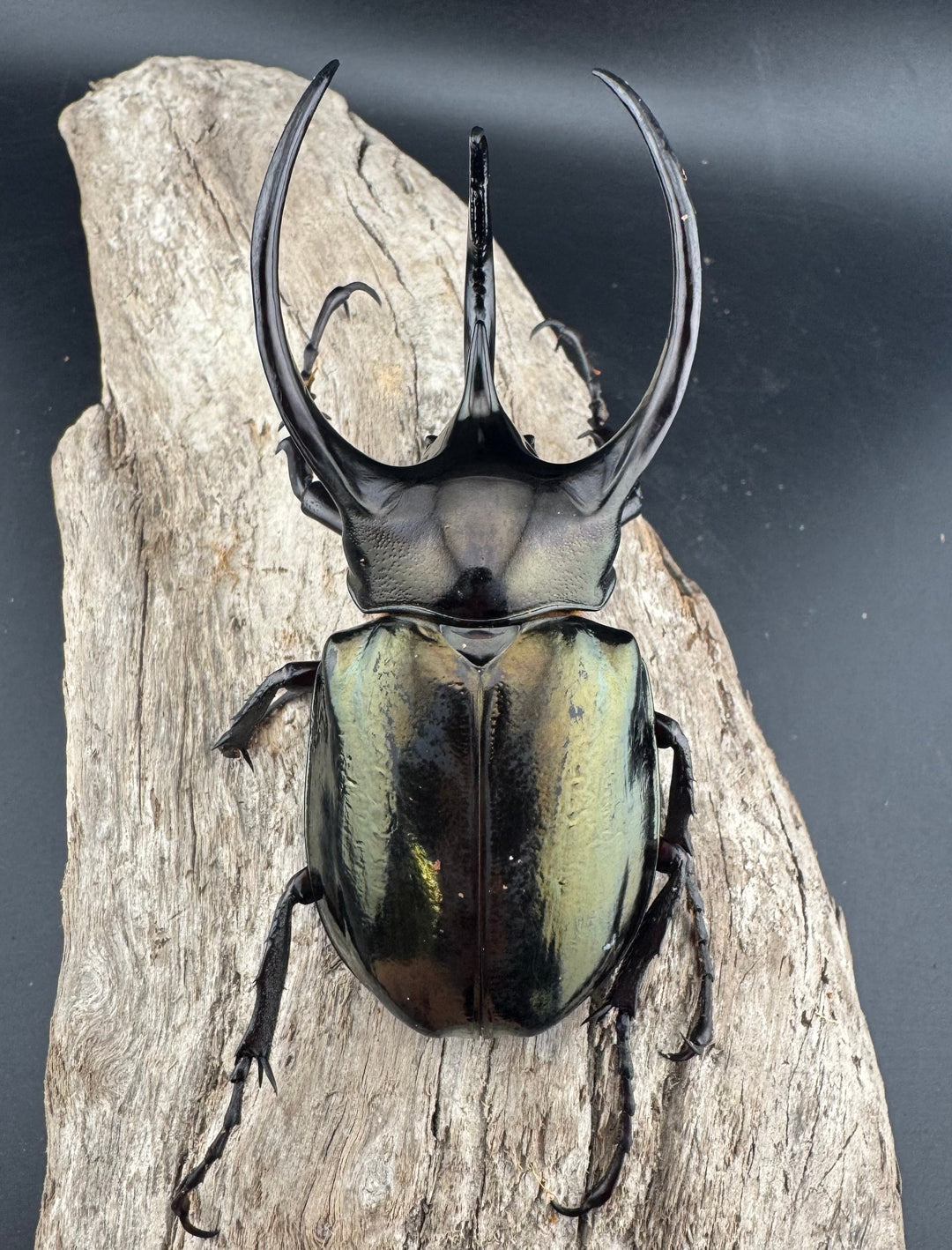 【WD】《ミンダナオアトラスオオカブト キダパワン産 94mm ペア》