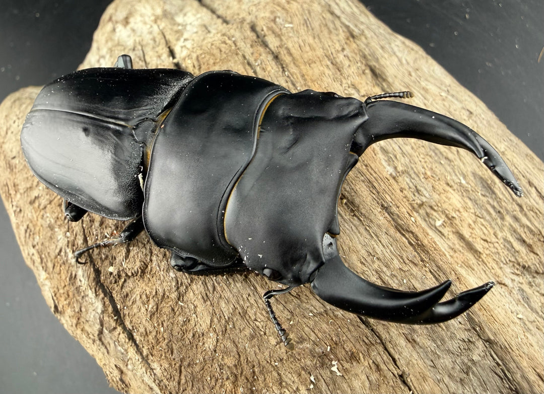 《オオクワガタ 能勢YG血統 80.5mm ペア》