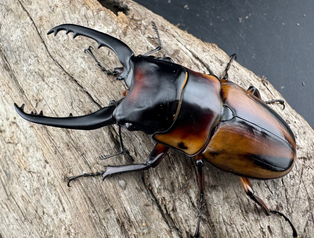 《ファブリースノコギリ亜種タカクワイ 75mm ペア》