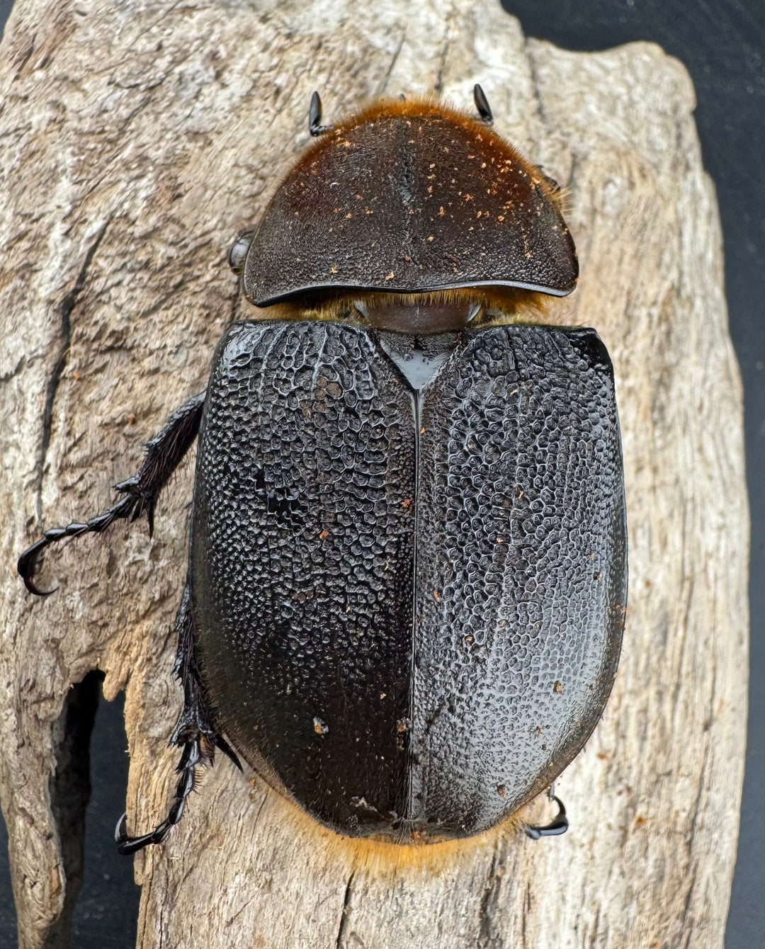 《 ヘラクレス・モリシマイ 煌血統アウトライン 123mm ペア》inohiro109氏ブリード個体