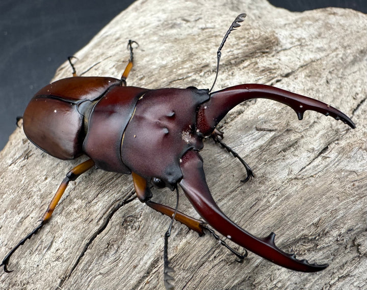 【WD】《アスタコイデスノコギリ ベンクール産 62mm ペア》