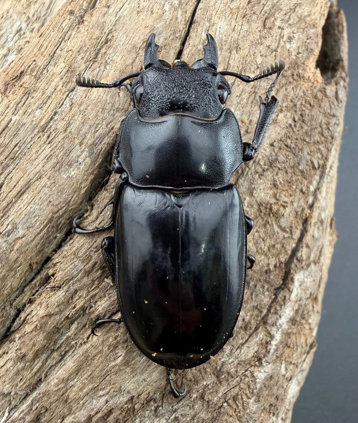 【WD】《セアカフタマタ（パリーフタマタ） 68mm ペア》