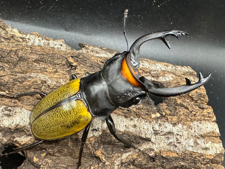 【WD】《スペクタビリスツヤクワガタ 78.5mm ペア》