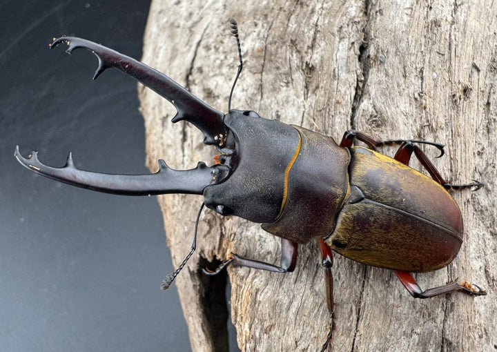 【WD】《ドエスブルグノコギリ亜種mkkiensis 66mm ペア》