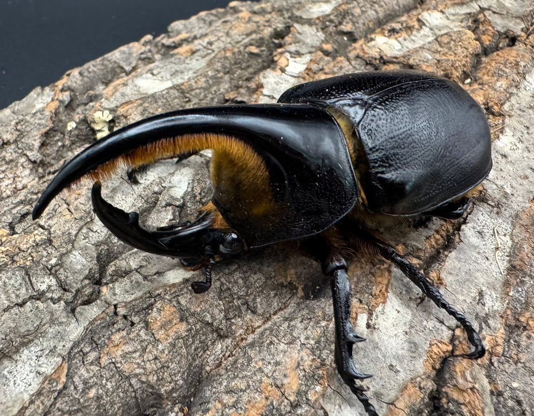 即ブリ《サタンオオカブト 87mm ペア》