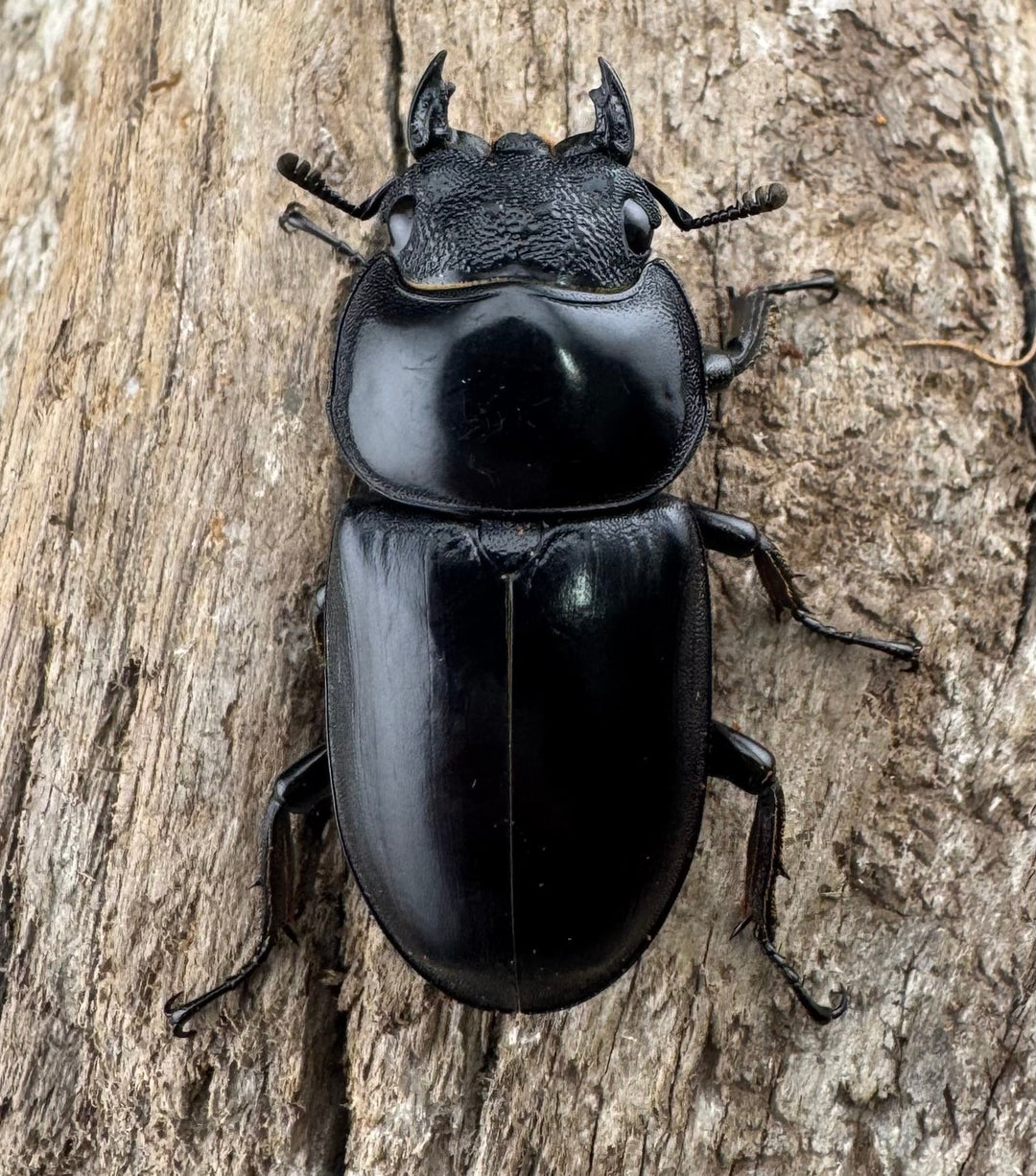 【WD】《アンタエウスオオクワ カオバン産 71mm ペア》