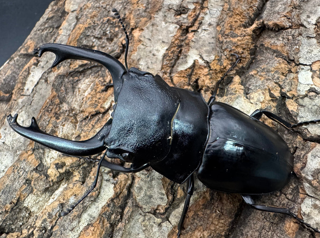 【WD】《スティーブンスツヤクワガタ原名亜種 84mm ペア》