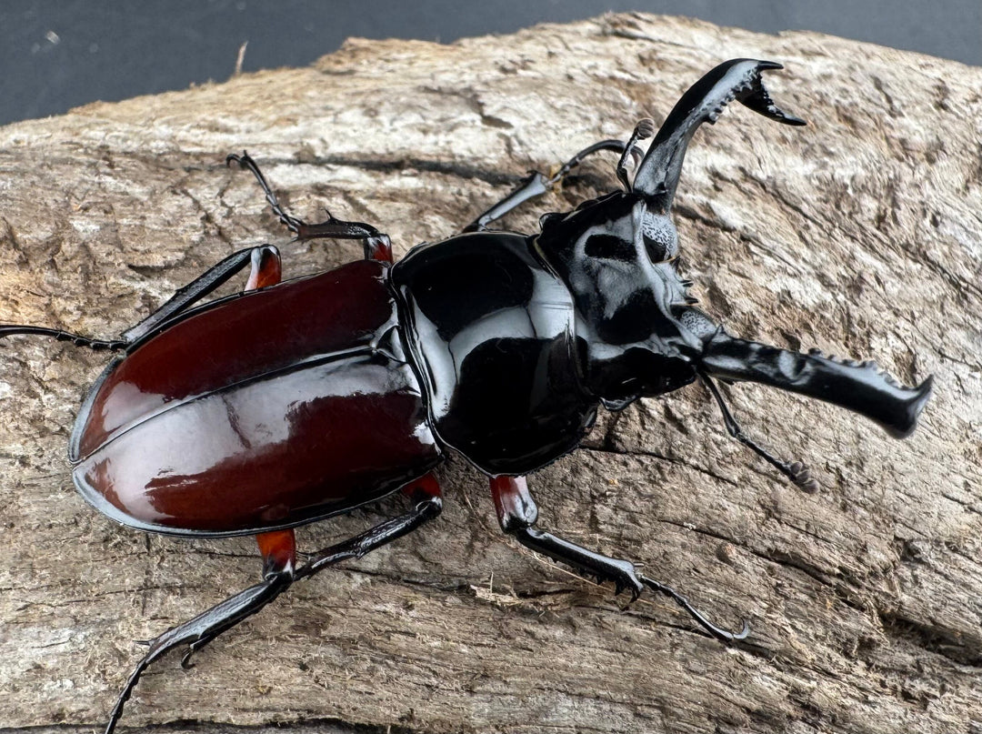 【WD】《オーベルチュールクロツヤシカ 43mm ペア》