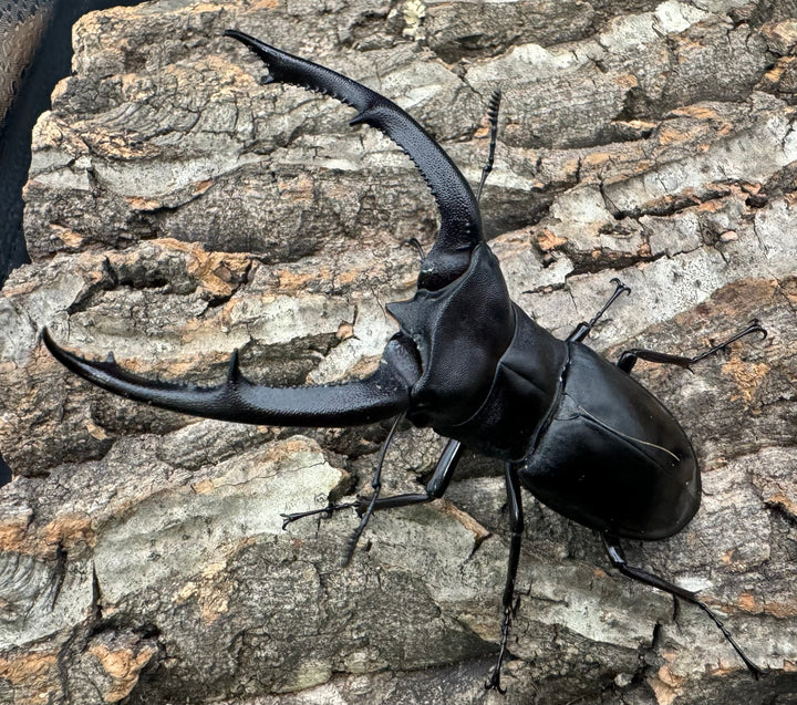 【WD】《マンディブラリスフタマタ 90.5mm A’品ペア》