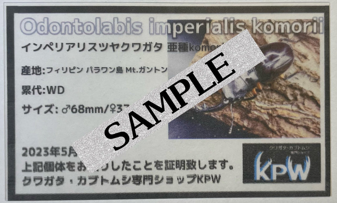 【WD】大型大歯《インペリアリスツヤクワガタ 68mmUP ペア》