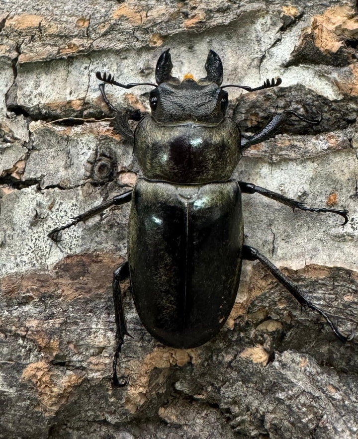 【WD】《クラーツミヤマ原名亜種 59mm ペア》