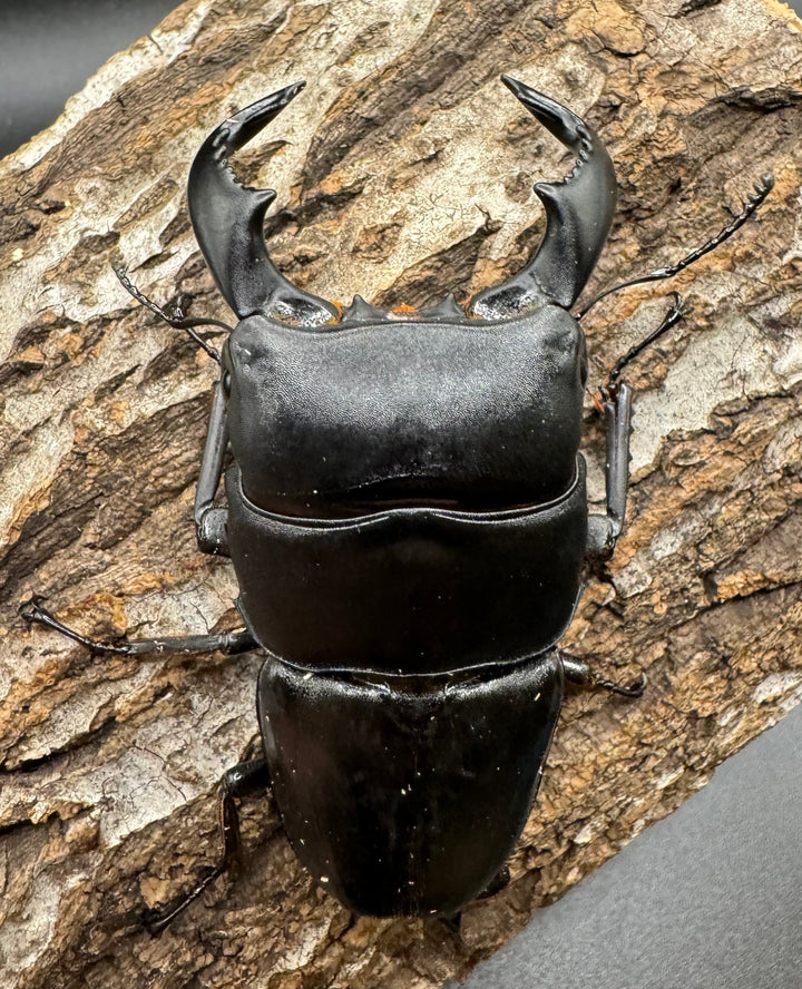 【WD】《東ジャワ産 ダイオウヒラタ 76mm ペア》