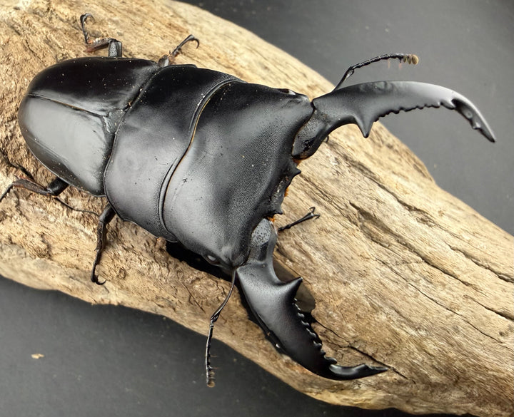 【WD】《スマトラオオヒラタ アチェ産 86.5mm A’品ペア》