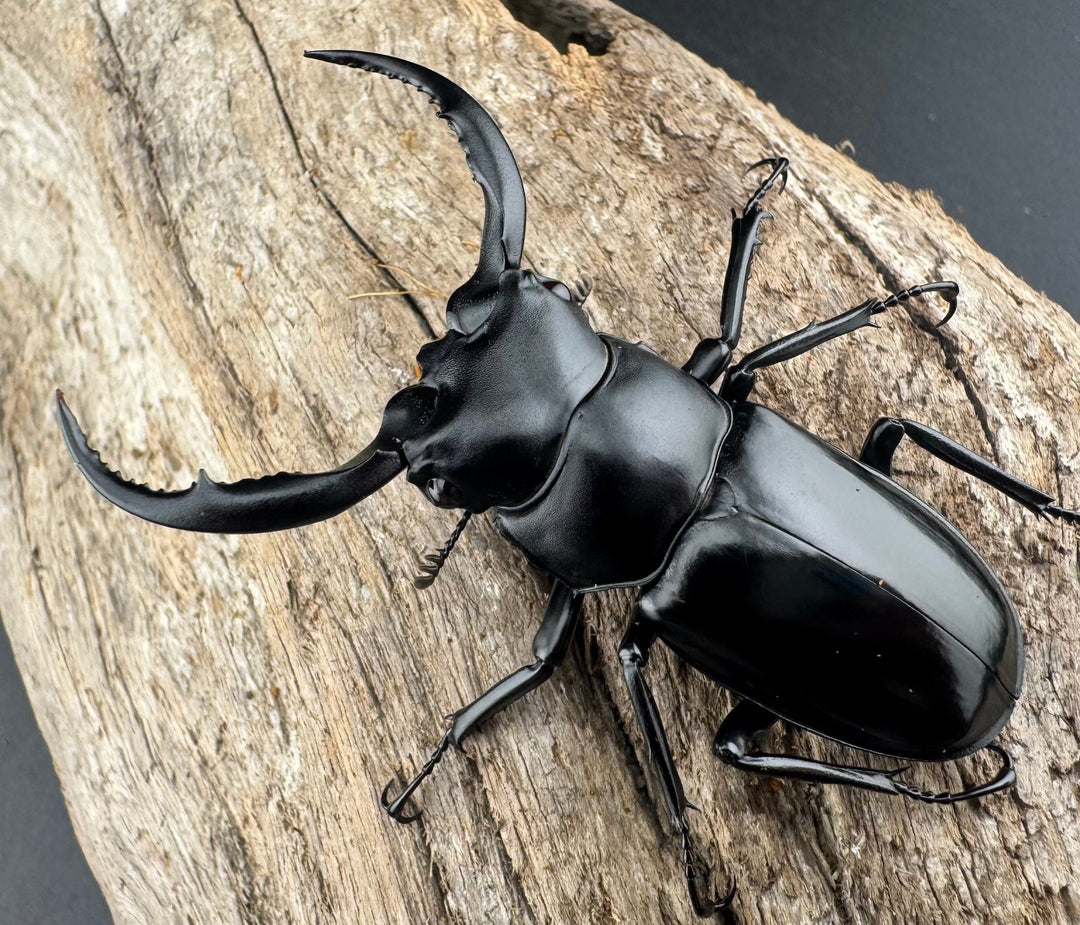 【WD】《ウエストウッディ亜種カズミアエ 雲南省産 61mm ペア》