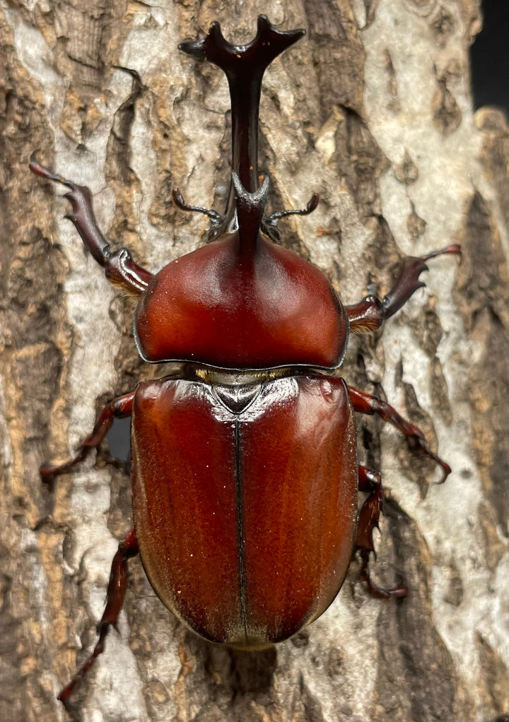 《ヤマトカブトムシ ペア》③