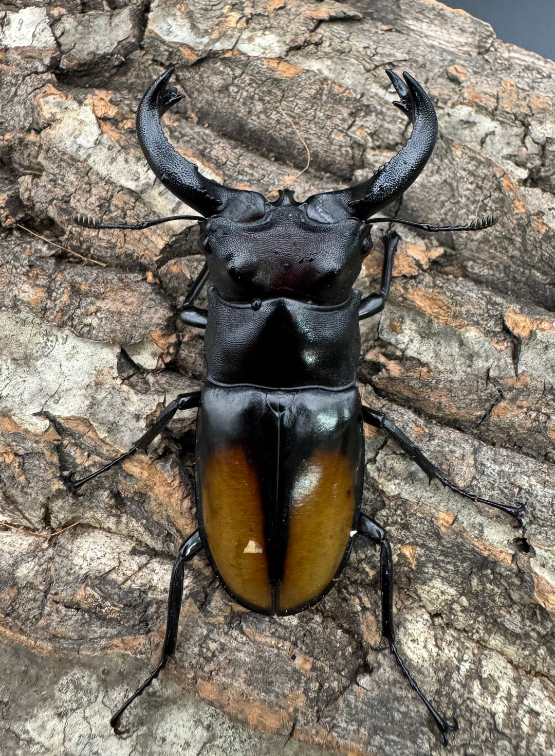 【WD】《セアカフタマタ（パリーフタマタ） 77mm A’品ペア》