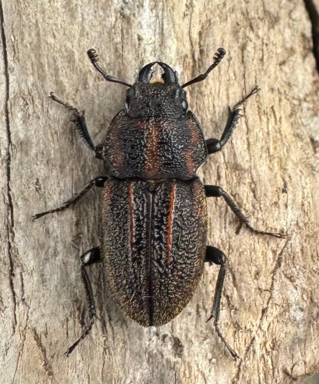 《ソウラニセネブト 16mm ♂♀♀トリオ》