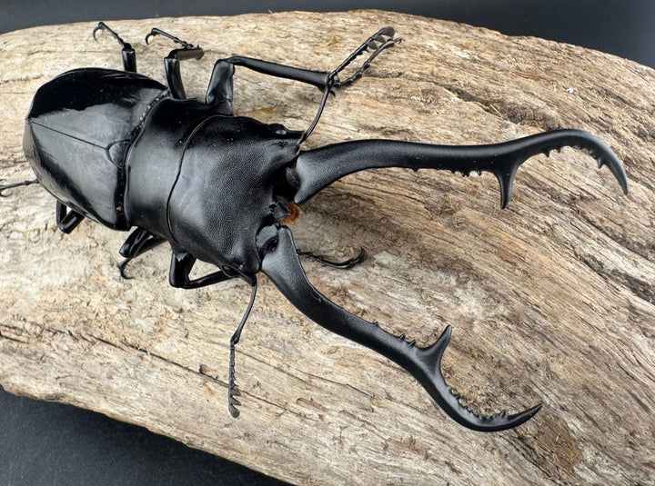 《ギラファノコギリ亜種ダイスケ ネグロス島産 100mm ペア》