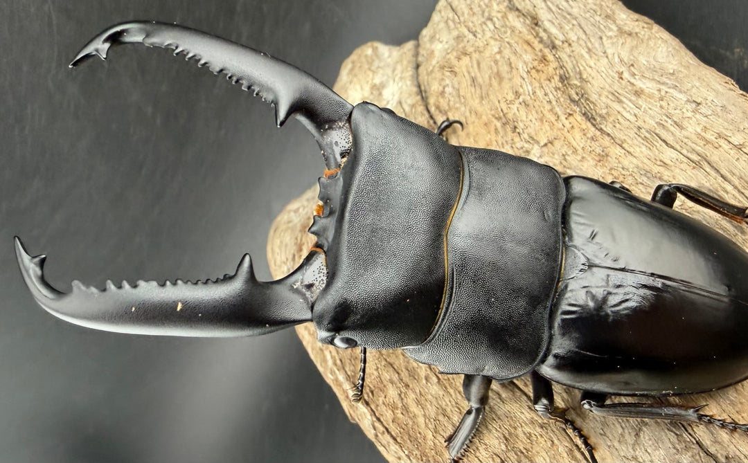 《パラワンオオヒラタ マンタリンガハン産 102mm ペア》