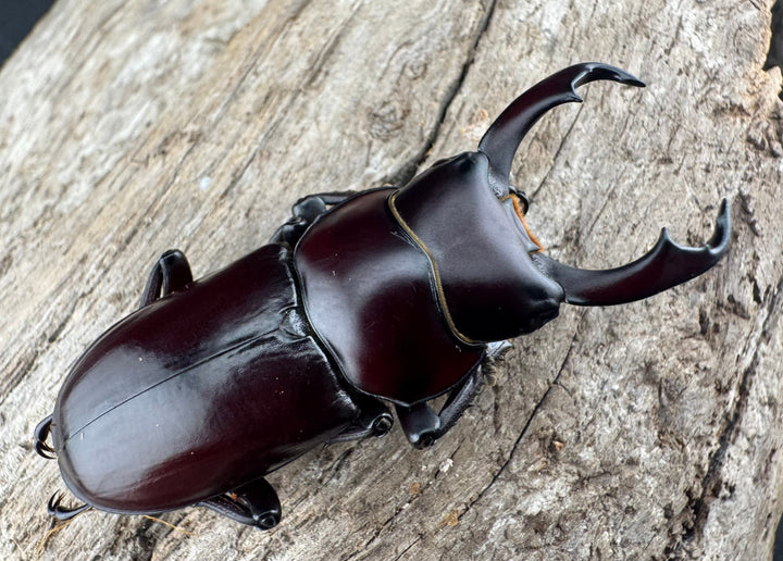 【WD】《ウォードコクワ チベット産 44mm ペア》