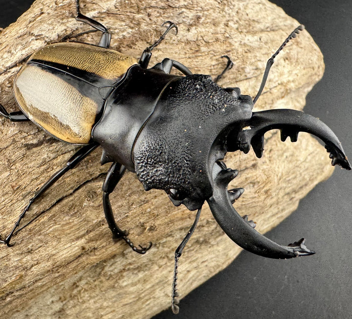 【WD】《ルデキンツヤクワガタ 73.5mm ペア》