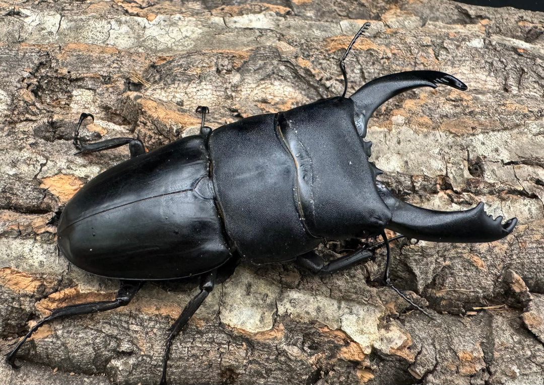 【WD】大型《テイオウヒラタクワガタ 91mm ペア》