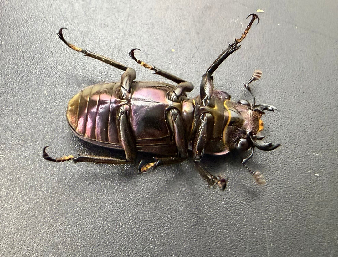 《メタリフェルホソアカ亜種フィナエ パープル系 60mm ペア》