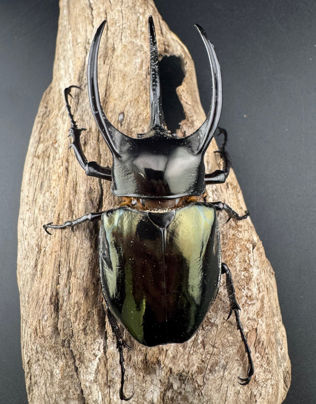 【WD】《アトラスオオカブト亜種マンテツ ラオス産 88mm ペア》