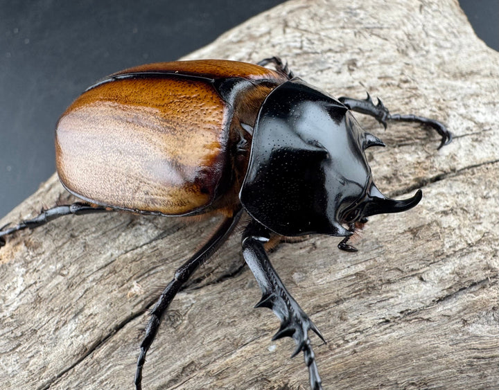 【F0】《スキットゴホンツノカブト 52mm ペア》