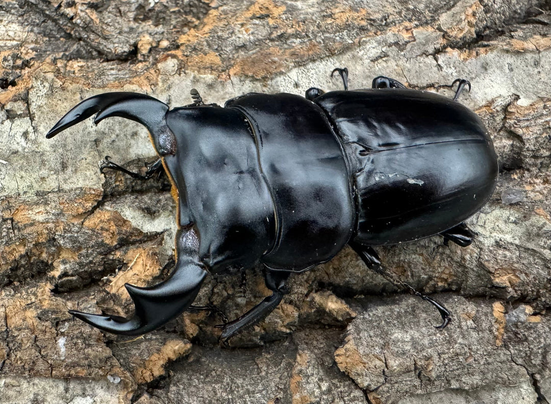 《インドアンタエウス タイガーヒル産 70mm ペア》