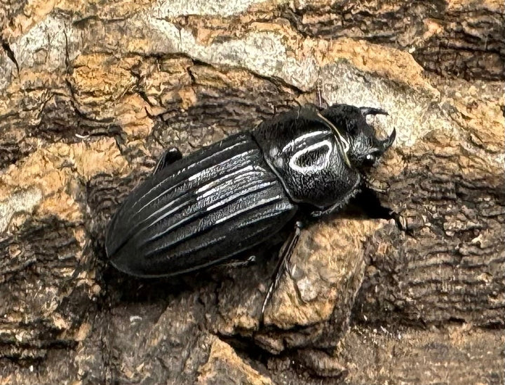 【WD】《モートゥオセスジ原名亜種 ペア》