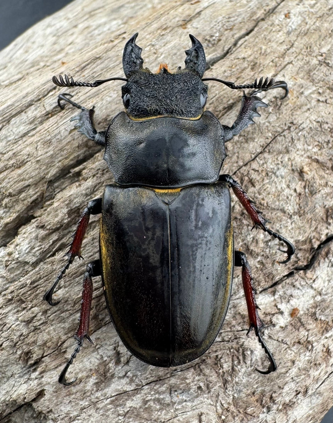 【WD】《セリケウスミヤマ原名亜種 66mm ペア》