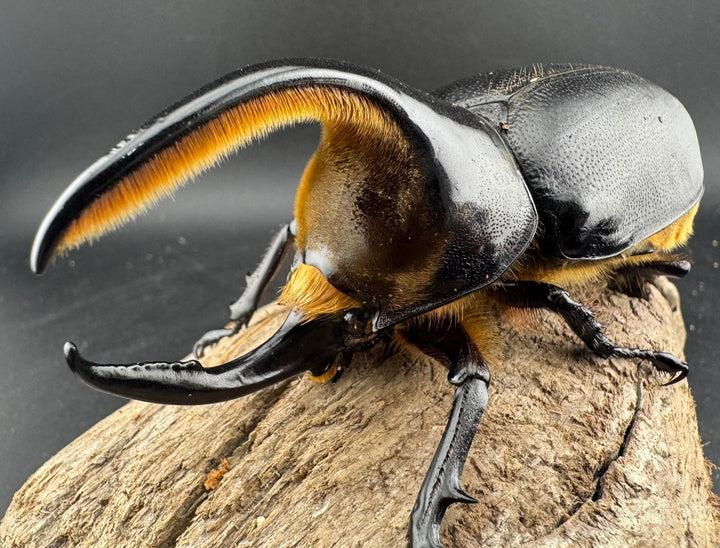 《サタンオオカブト 99mm ペア》inohiro109氏ブリード個体