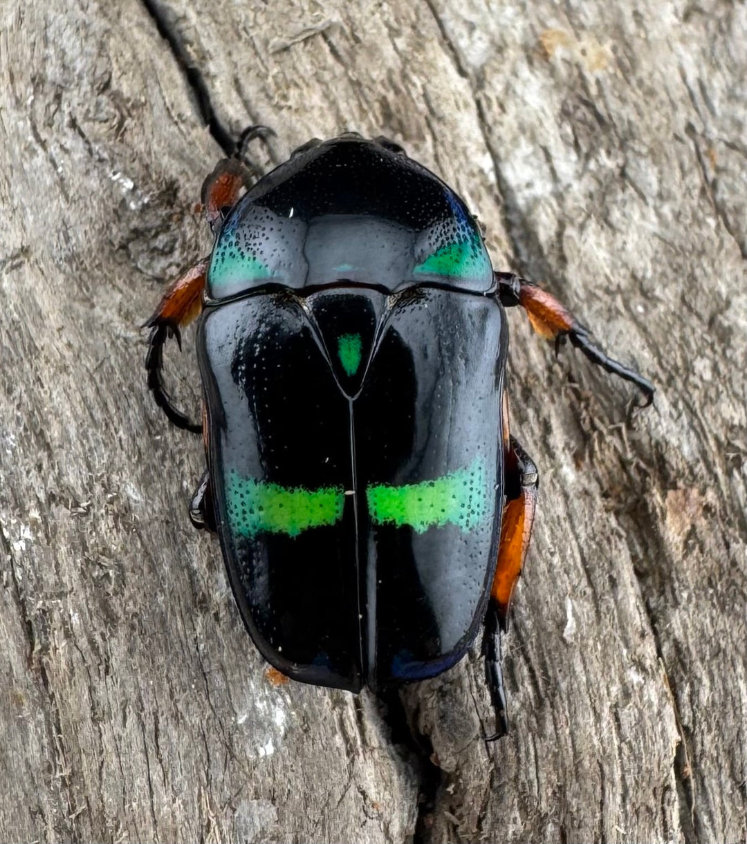 【WD】《ベルシコロールツヤカナブン ロハス産 ペア》