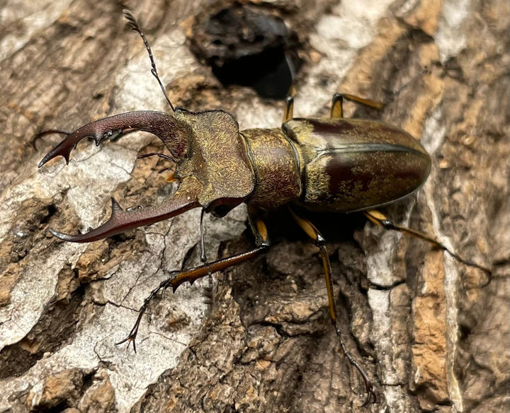 【WD】超貴重《デランミヤマクワガタ原名亜種 38mm ペア》